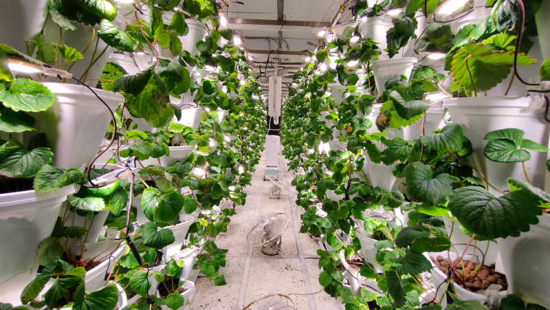 室內環控栽培系統 Controlled Environment Agriculture Cultivation (CEAC)